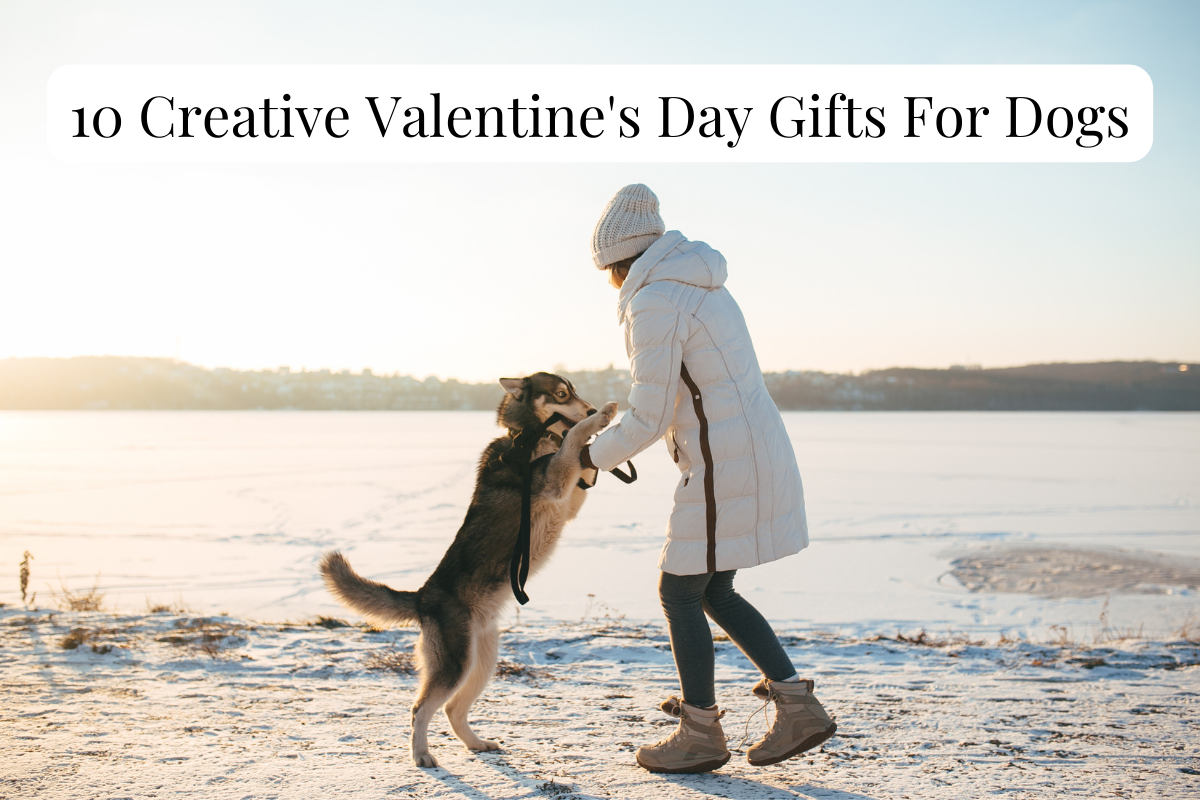 10 Creative Valentine’s Day Gifts For Dogs